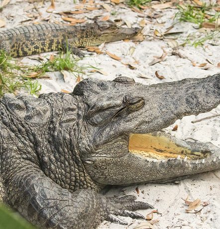 Scientists find crocodile ‘virgin birth’ at Costa Rica zoo