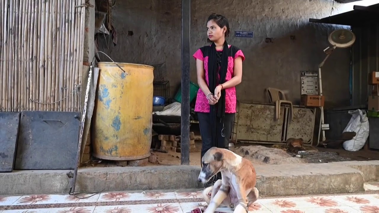 Badly injured Indian street dog headed for new life in English countryside