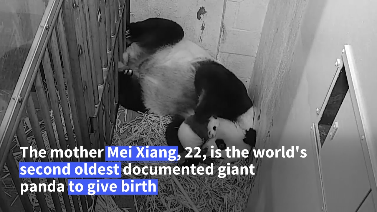 It’s a boy: gender reveal for Washington’s new panda cub