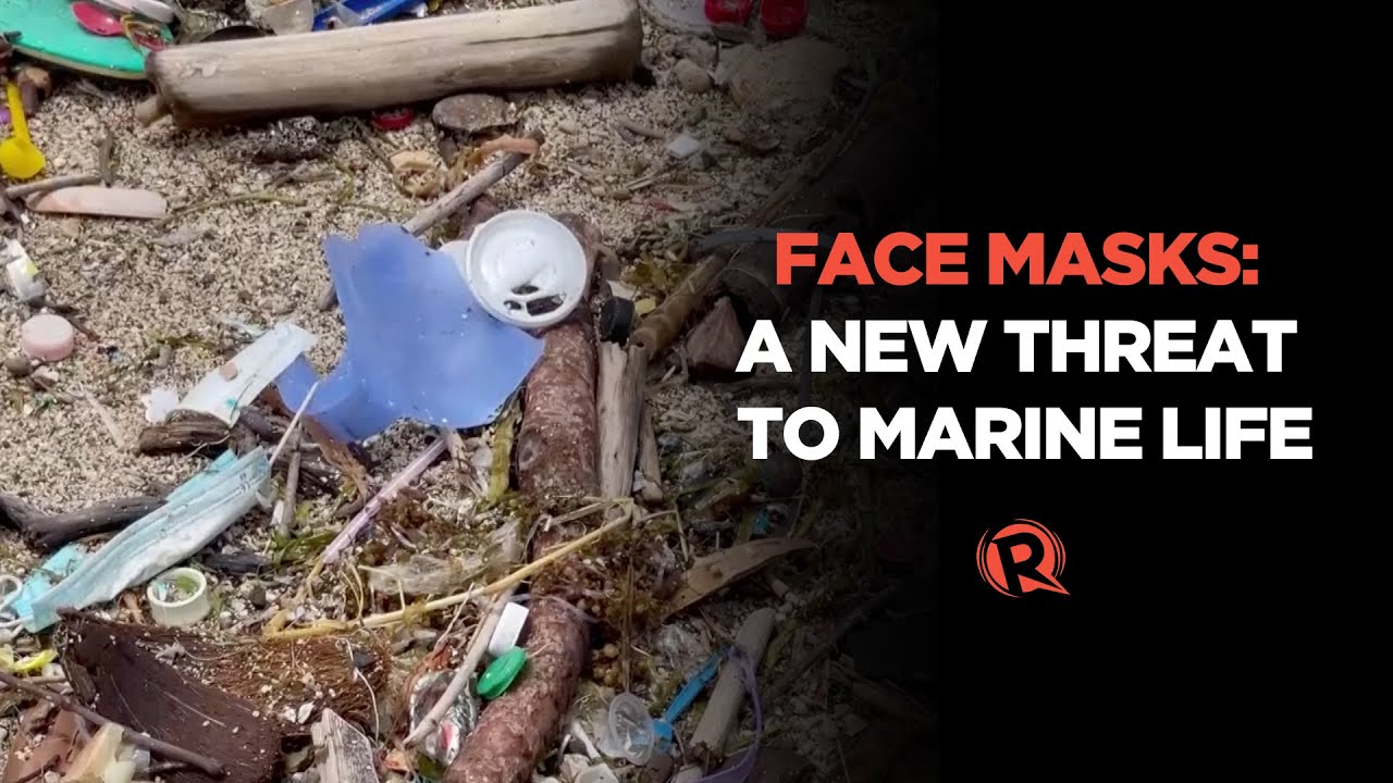 [WATCH] Face masks: A new threat to marine life